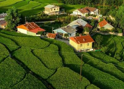 سفر به رویای سبز ؛ بهشت را اینجا با عطر چای و برنج تجربه کنید ، سطلسر ؛ بزرگترین روستای چای خیز مبهوتتان می نماید