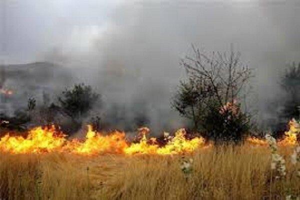 مهار کامل آتش سوزی در جنگل ها و مراتع پیچاب