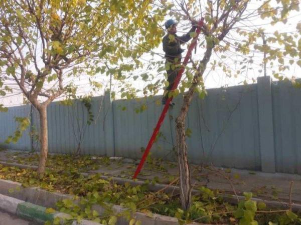 آغاز فصل هرس و بازپیرایی فضای سبز در منطقه 21 آغاز فصل هرس و بازپیرایی فضای سبز در منطقه 21