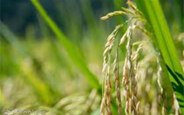 آیا برنج ایرانی مقرون به صرفه شده است