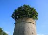 تور فرانسه: درخت بلوط در کبوترخانه بزولوف، فرانسه