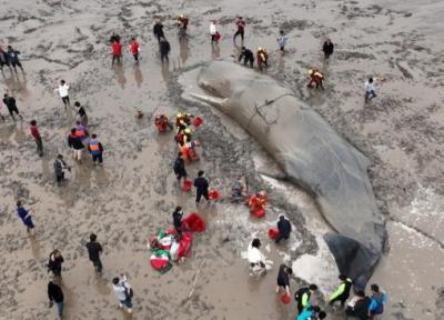 عملیات نجات نهنگ عنبر به گل نشسته