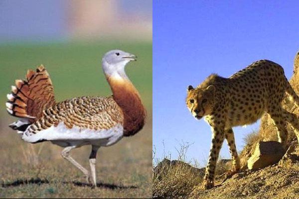 هشدار جدی محیط زیست ، این دو گونه برجسته حیات وحش ایران در آستانه انقراض قرار گرفتند