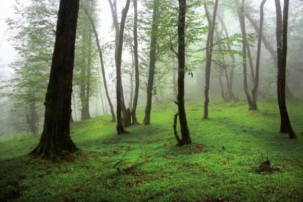 اینجا بکرترین جنگل ایران است